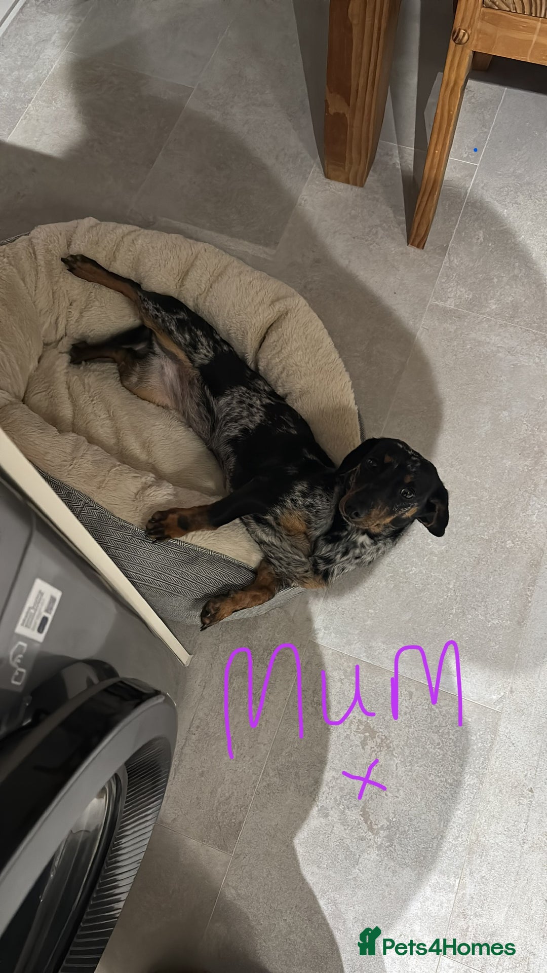 Miniature Dachshund dogs for sale: Stunning Miniture Dachshund pups for sale - Advert 11