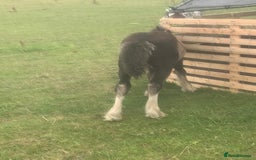 Irish Cob horses for sale: Stunning cob foal looking for new family. - Image 5