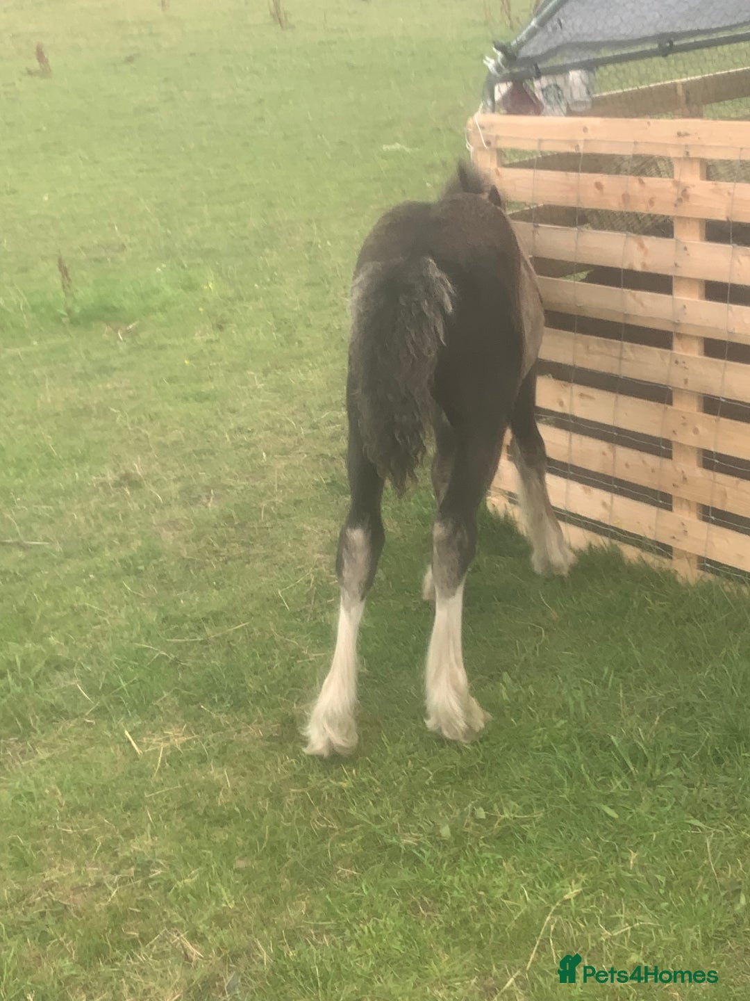 Irish Cob horses for sale: Stunning cob foal looking for new family. - Image 5