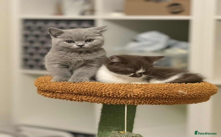 British Shorthair cats - Advert 2