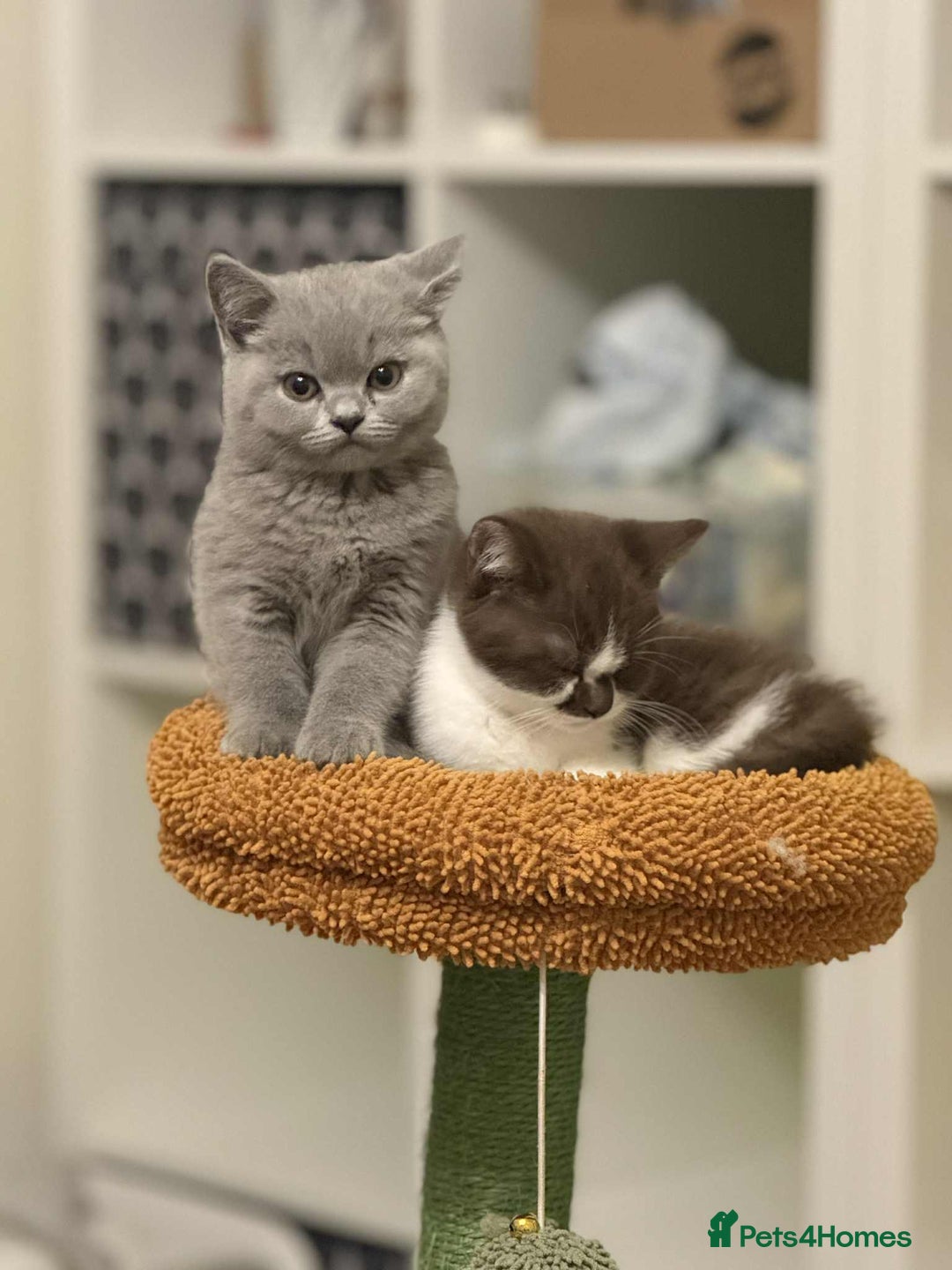 British Shorthair cats for sale: GCCF Registered British Shorthair Kittens  - Image 1
