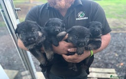 German Shepherd dogs for sale: German shepherd puppies  - Image 26