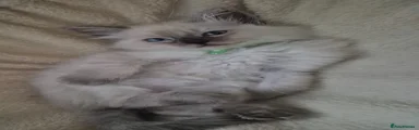 Ragdoll Kitten 2