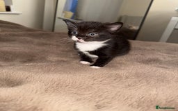 Domestic Shorthair cats for sale: Kittens  - Image 4