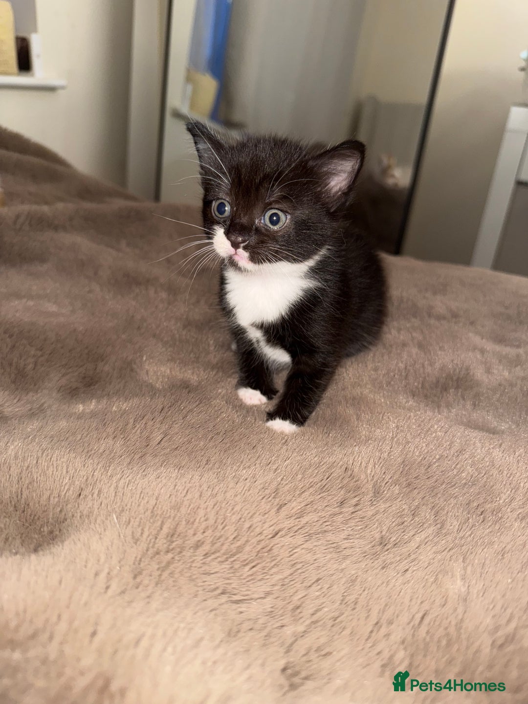 Domestic Shorthair cats for sale: Kittens  - Image 4