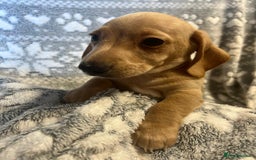 Miniature Dachshund dogs for sale: Kc registered miniature dachshunds  - Image 16
