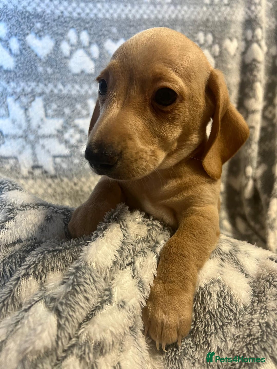 Miniature Dachshund dogs for sale: Kc registered miniature dachshunds  - Image 16