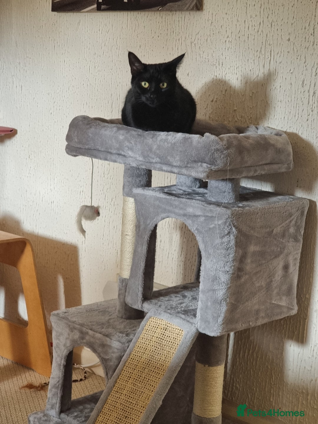 British Shorthair cats for sale: 5 year old cat - Image 3