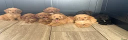Cockapoo dogs for sale: Cockapoo pups ready now  - Advert 3
