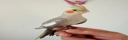 Cockatiels birds for sale: BEAUTIFUL BABY COCKATIELS NEW CAGES AVAILABLE  - Advert 5