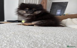 Pomeranian dogs for sale: Bear the tiny Pomeranian  - Image 10