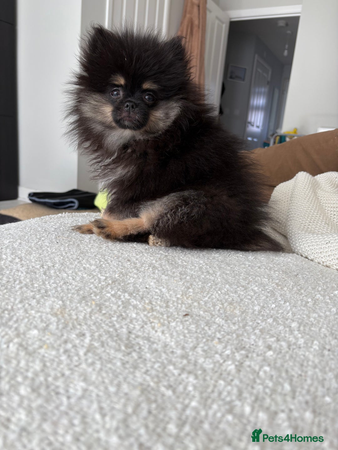 Pomeranian dogs for sale: Bear the tiny Pomeranian  - Image 10
