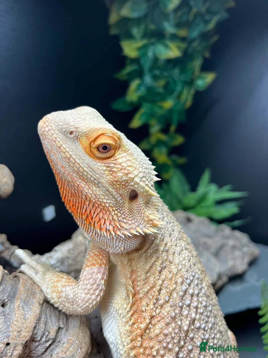 Bearded Dragon reptiles for sale: Bearded Dragon  in Newton Abbot - Advert 1