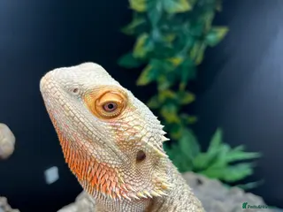 Bearded Dragon reptiles Bearded Dragon in Newton Abbot - Advert 4