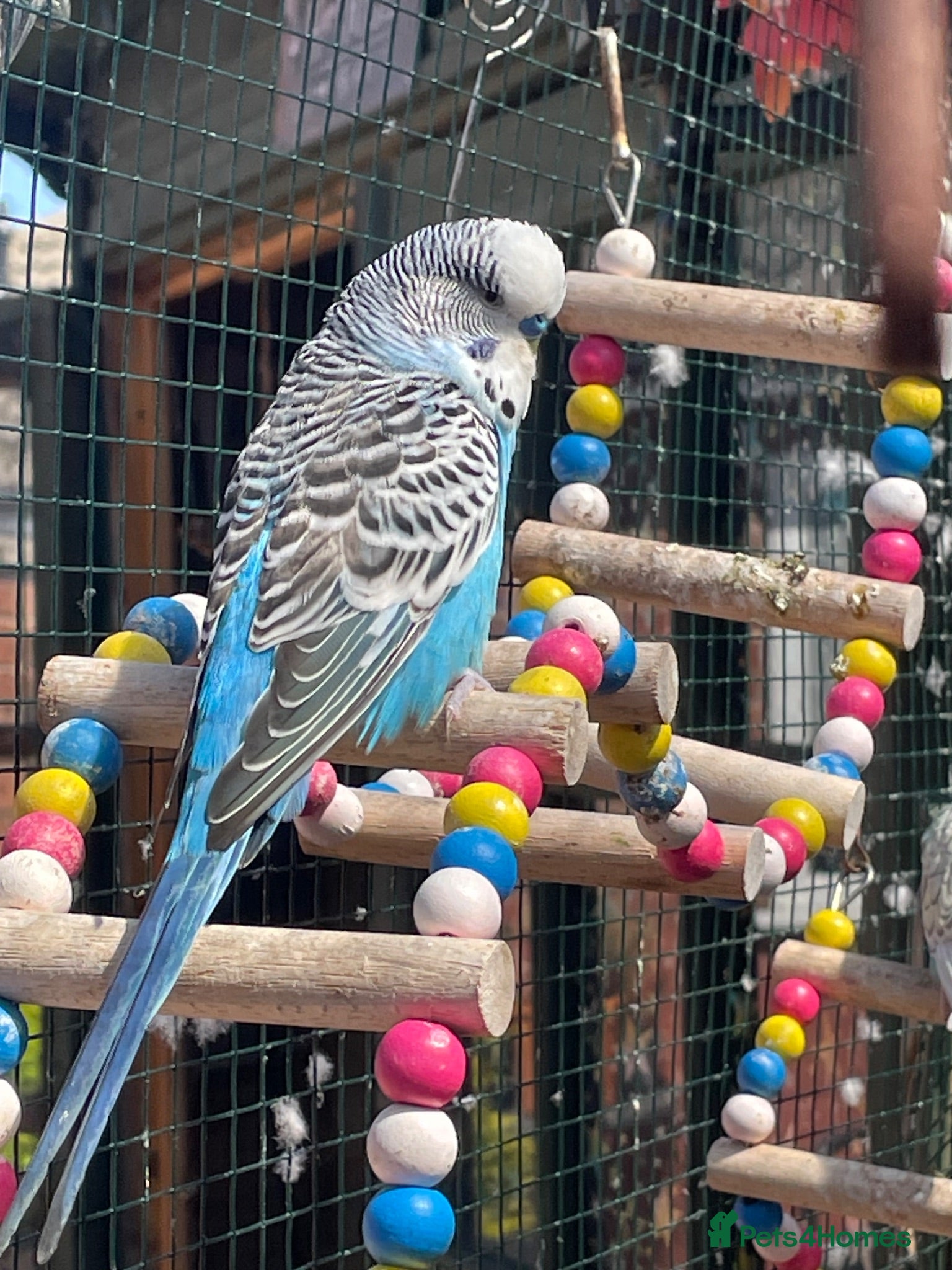 Budgerigars birds Budgies - Advert 1