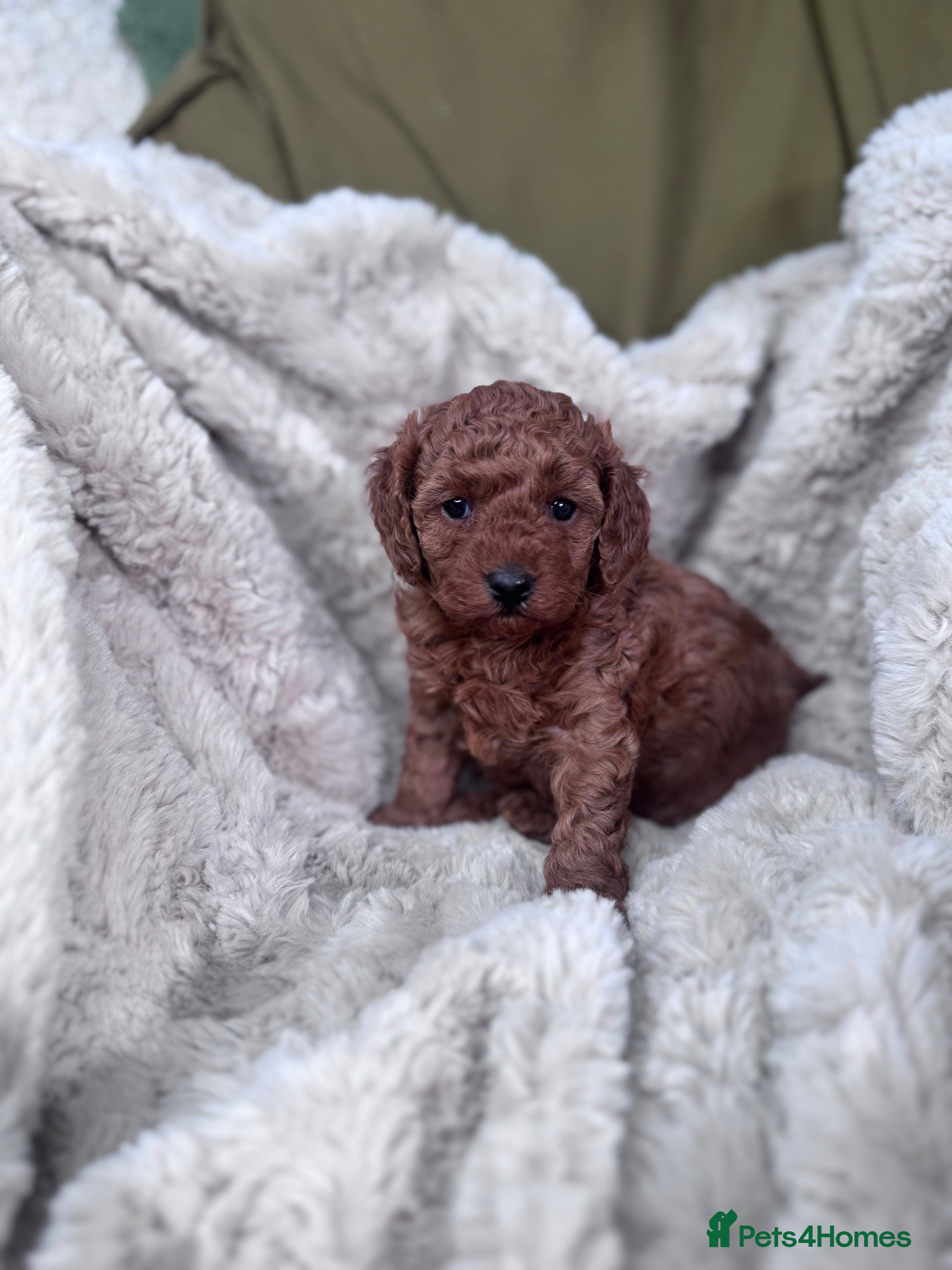Toy Poodle dogs Mini KC red toy poodle  - Advert 1
