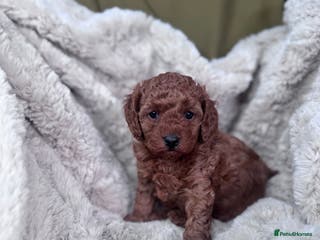 Toy Poodle dogs Mini KC red toy poodle - Advert 1