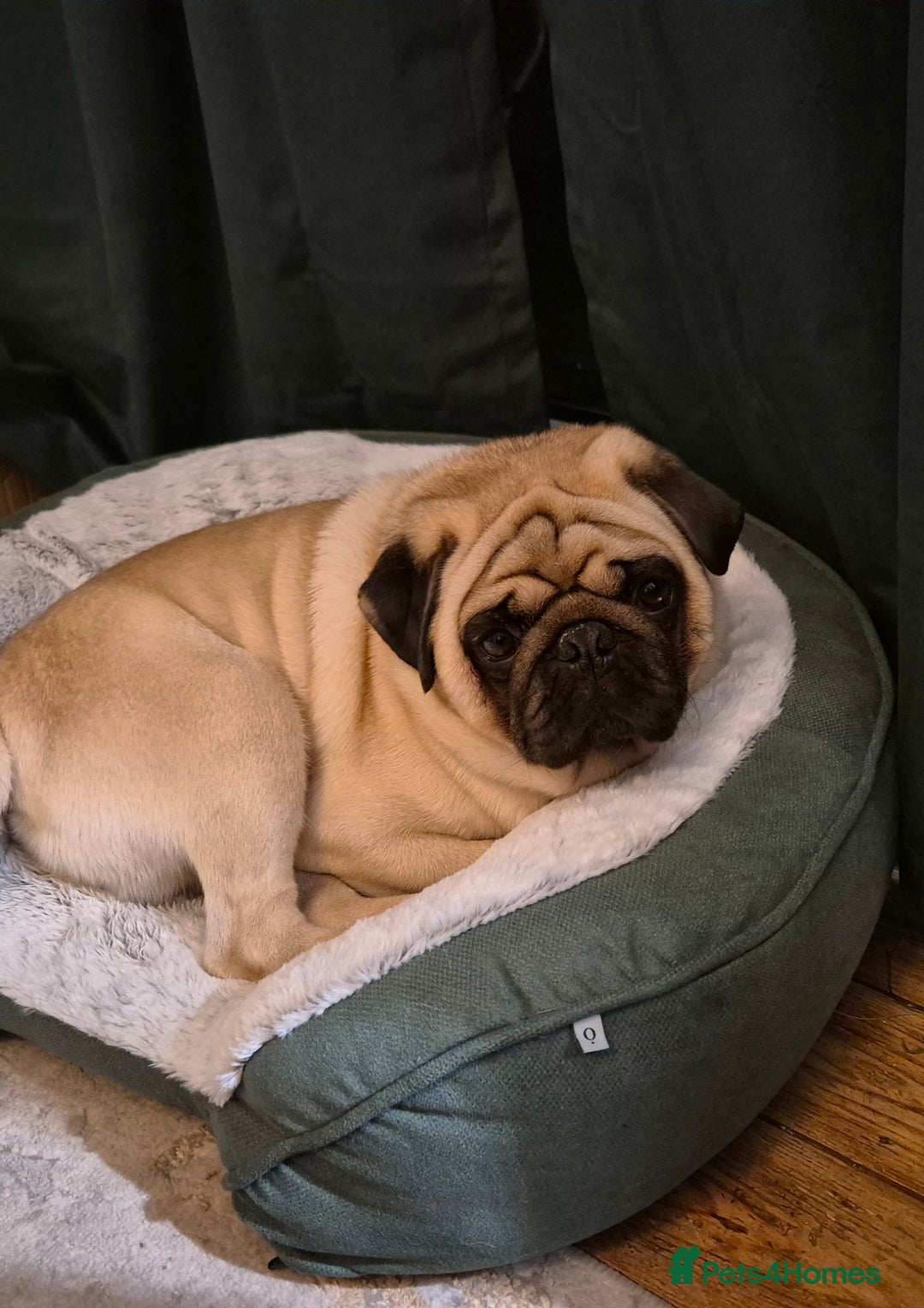 Pug dogs for sale: 4 year old pug - Advert 1
