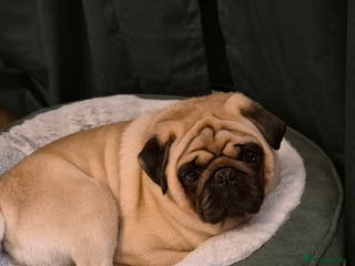 Pug dogs 4 year old pug - Advert 15