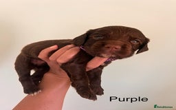 Sprocker dogs for sale: First cross sprocker puppies  - Image 10