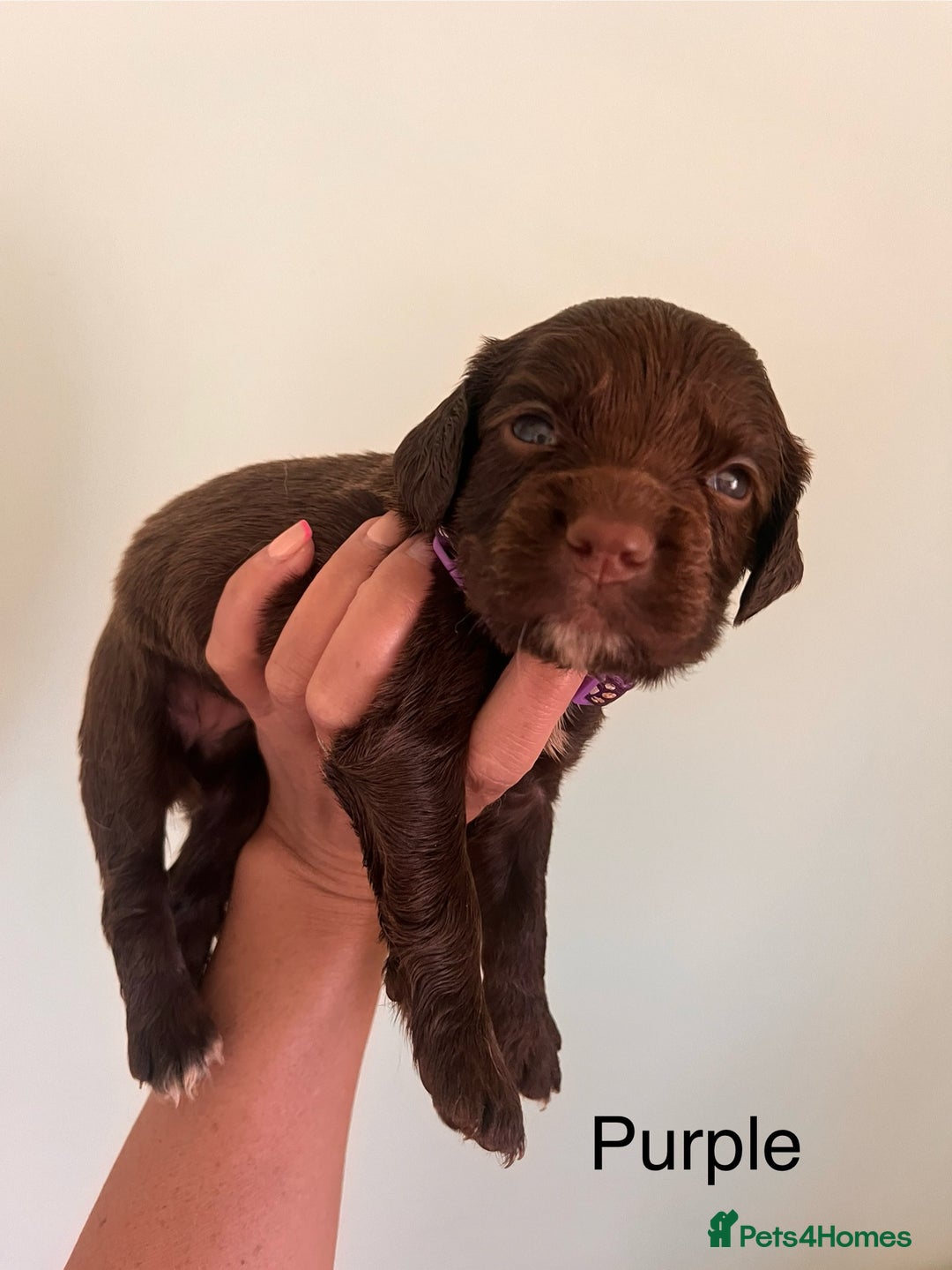 Sprocker dogs for sale: First cross sprocker puppies  - Image 10