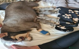 French Bulldog dogs for sale: Big Perm, fluffy and furnished frenchies  - Image 30