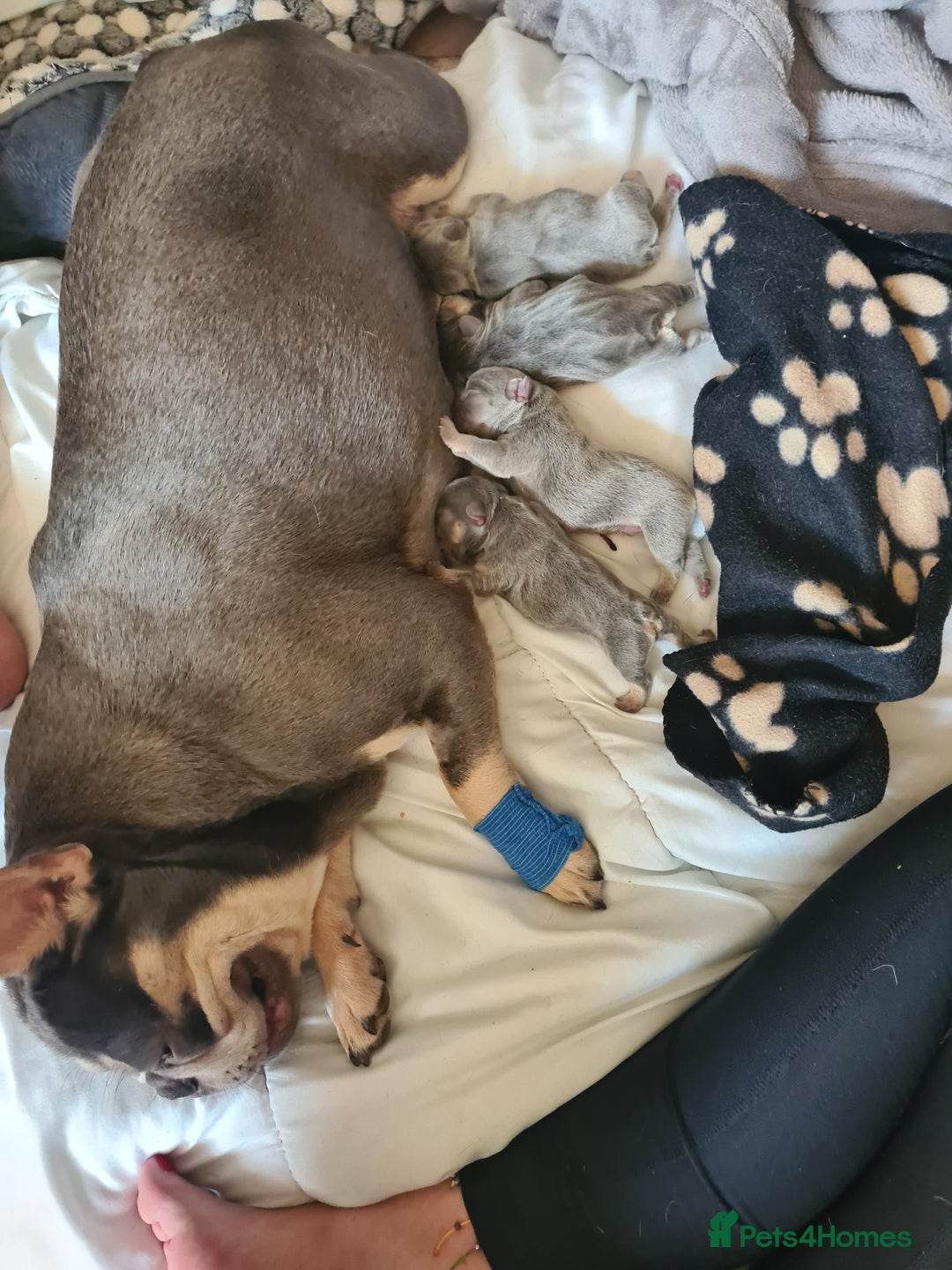 French Bulldog dogs for sale: Big Perm, fluffy and furnished frenchies  - Image 30