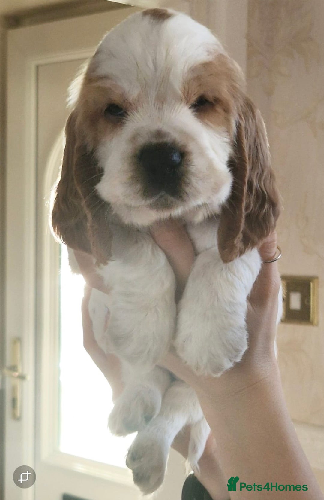 Cocker Spaniel dogs for sale: KC Registered Show Cocker Puppies  - Advert 10