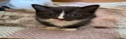 British Shorthair cats for sale: Five gorgeous soft kittens  - Advert 7