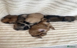 Shih Tzu dogs for sale: KC Shihtzu pups  - Image 16