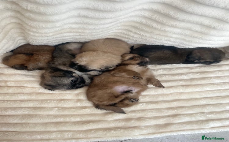 Shih Tzu dogs - Advert 4