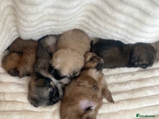 Shih Tzu dogs - Advert 5