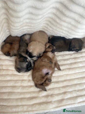 Shih Tzu dogs - Advert 4