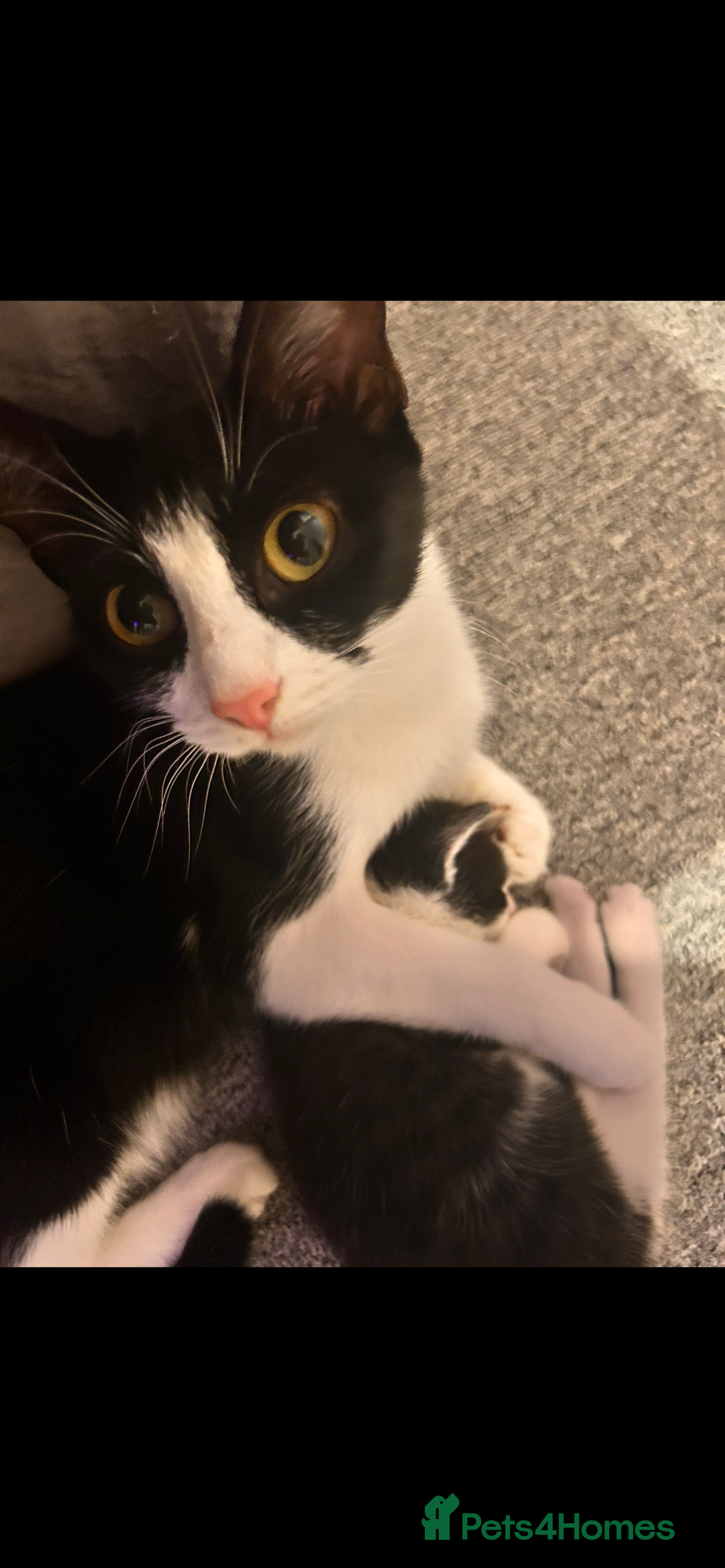 Mixed Breed cats for sale: 2 adorable kittens looking for their forever home - Advert 2