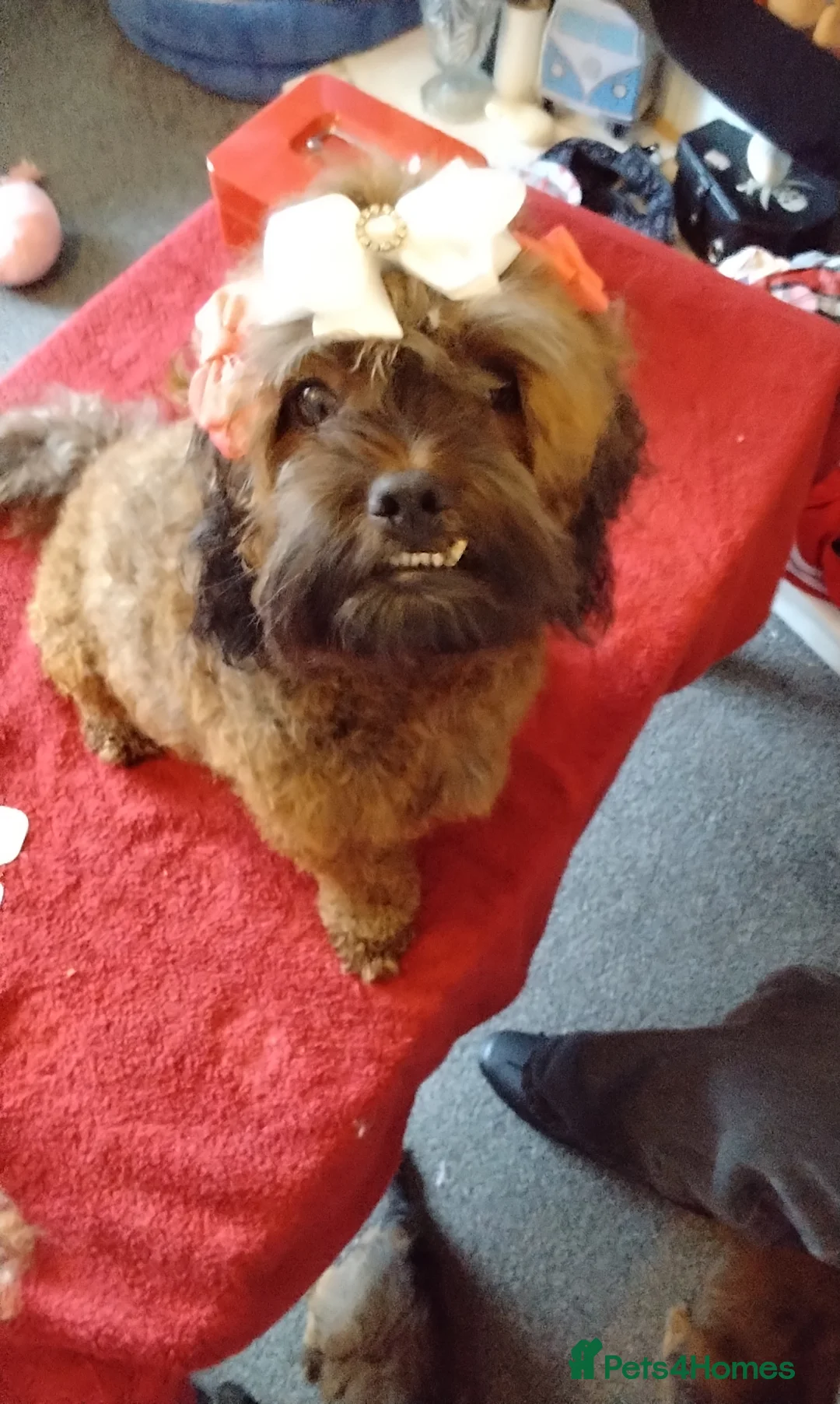 Mixed Breed dogs for sale: Puppies  in Blackpool - Advert 1