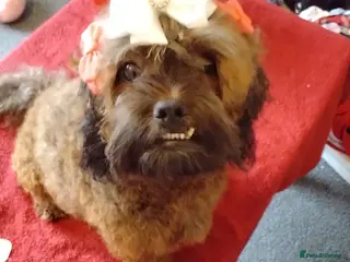 Mixed Breed dogs Puppies - Advert 1