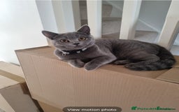 British Shorthair cats for sale: 2 years old female  - Advert 3