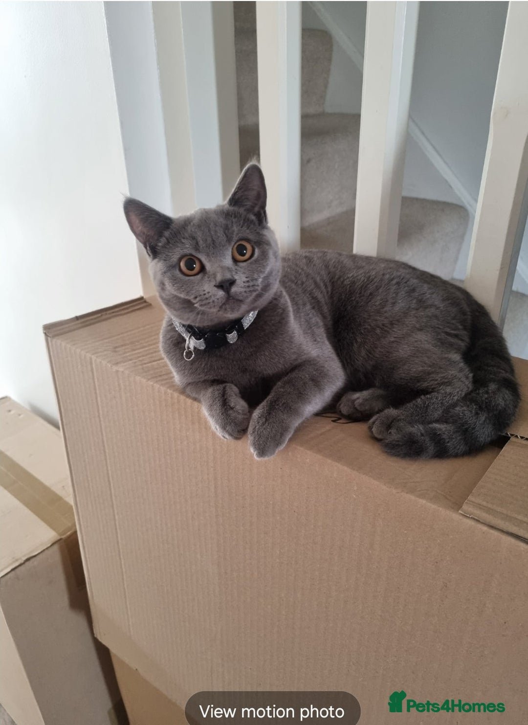 British Shorthair cats for sale: 2 years old female  - Advert 3