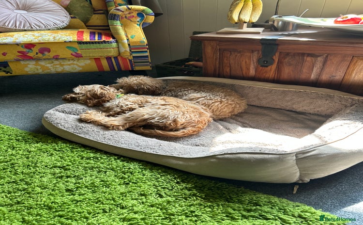 Mixed Breed dogs - Advert 4
