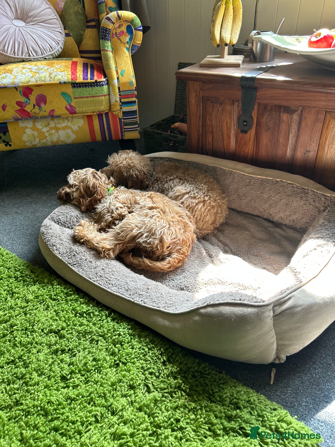 Mixed Breed dogs for sale: Two Cockapoo Female Pups 6 months old  - Image 1