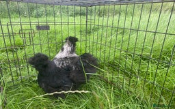 Chickens poultry for sale: Pair of breeding silkies - Image 12