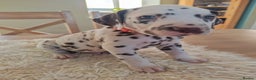 Dalmatian dogs for sale: Ready now - Champion Boys in the making!! - Advert 17