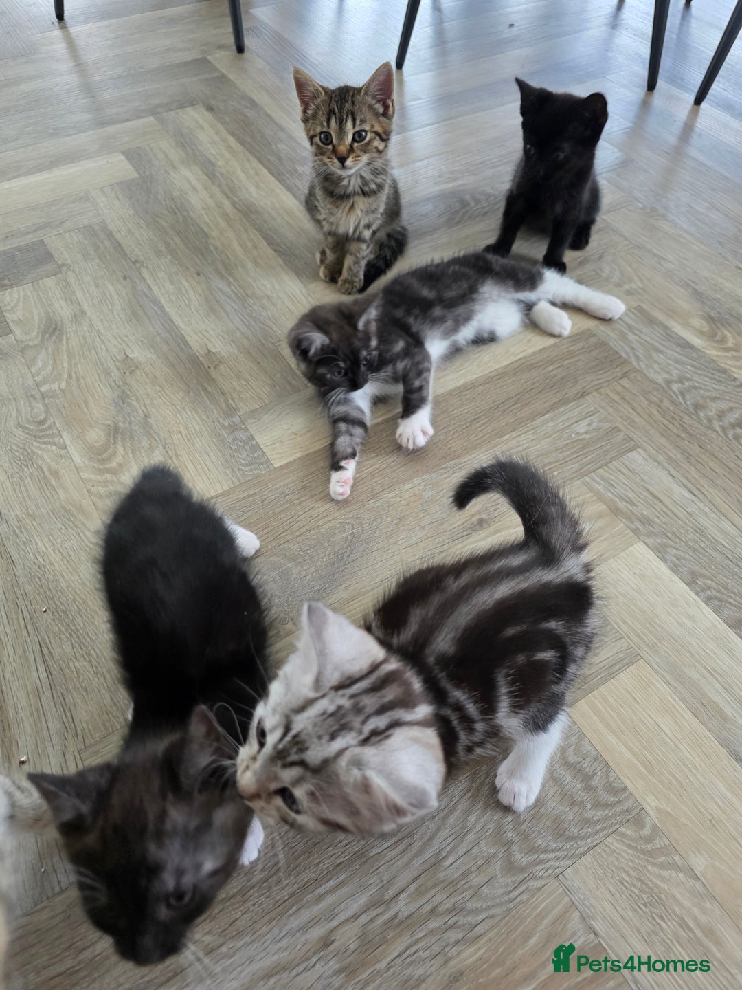 Mixed Breed cats for sale: 5 Beautiful Kittens - Image 2