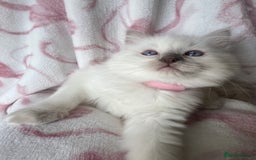 Ragdoll cats for sale: Ragdoll kittens  - Image 6