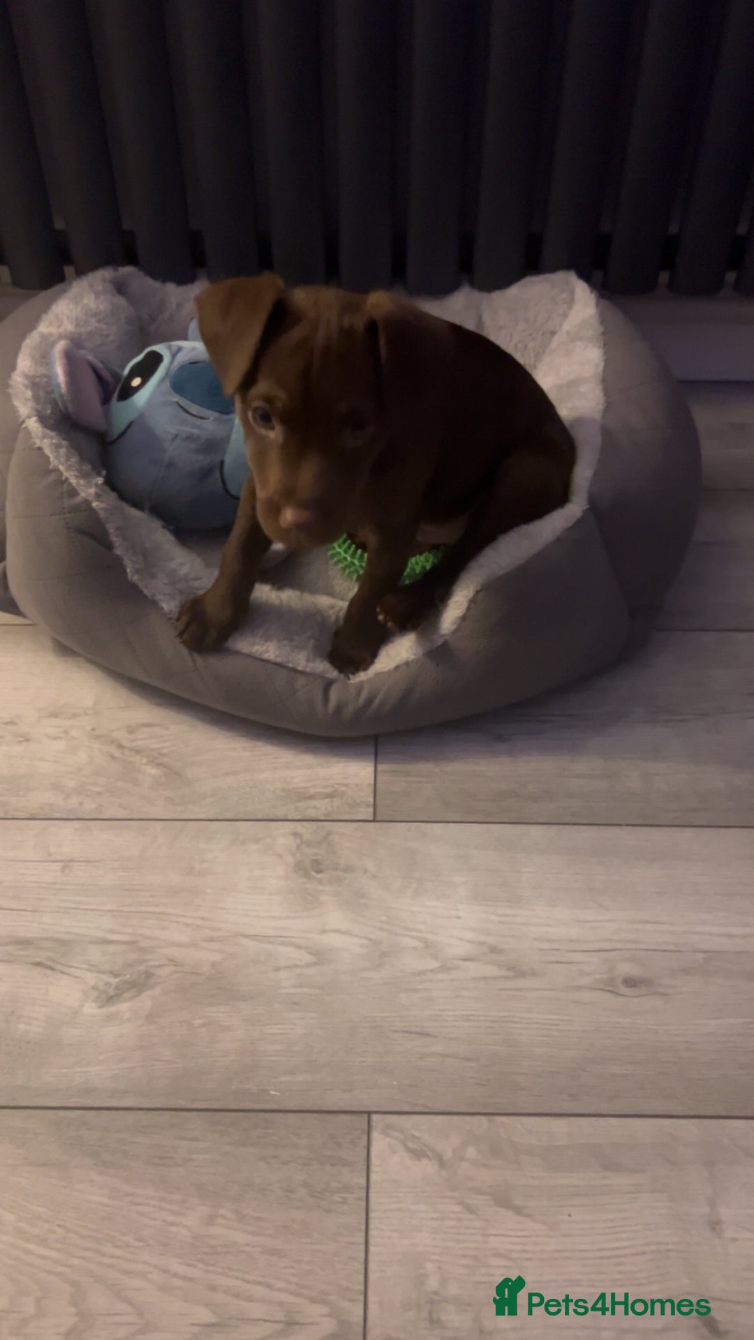 Patterdale Terrier dogs for sale: Patterdale terrier - Advert 3