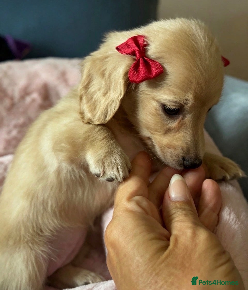 Miniature Dachshund dogs Cream KC longhaired dachshund puppies  - Advert 2