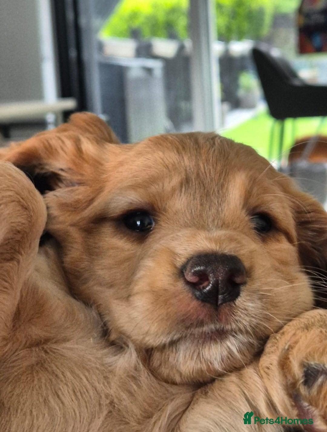 Cocker Spaniel dogs Working Cocker Spaniels for sale - Advert 4