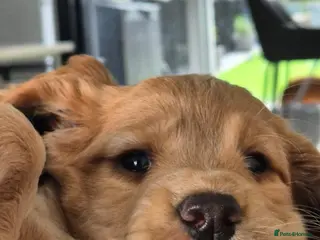 Cocker Spaniel dogs Working Cocker Spaniels for sale - Advert 4