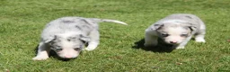 Border Collie dogs for sale: Border Collie Puppies for Sale - Advert 4