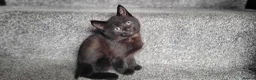 Mixed Breed cats for sale: cute kittens are looking for their new home in Gateshead - Advert 14